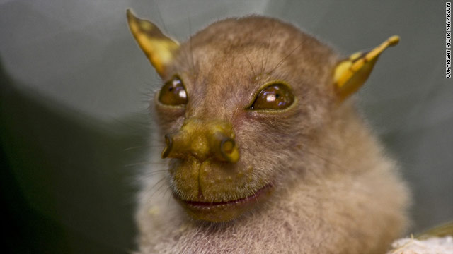 tube nosed fruit bat.jpg